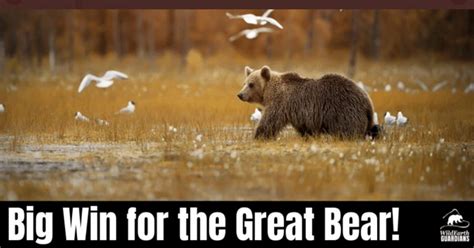 Sieg Für Die Natur Gericht Stimmt Zu Dass Yellowstone Grizzlybären