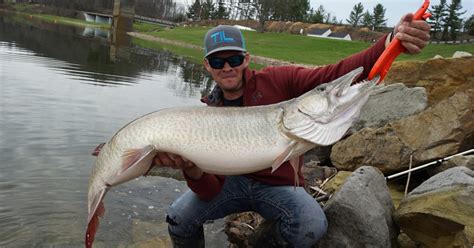 Maybe you would like to learn more about one of these? Possible Ohio State Record Musky Caught & Released