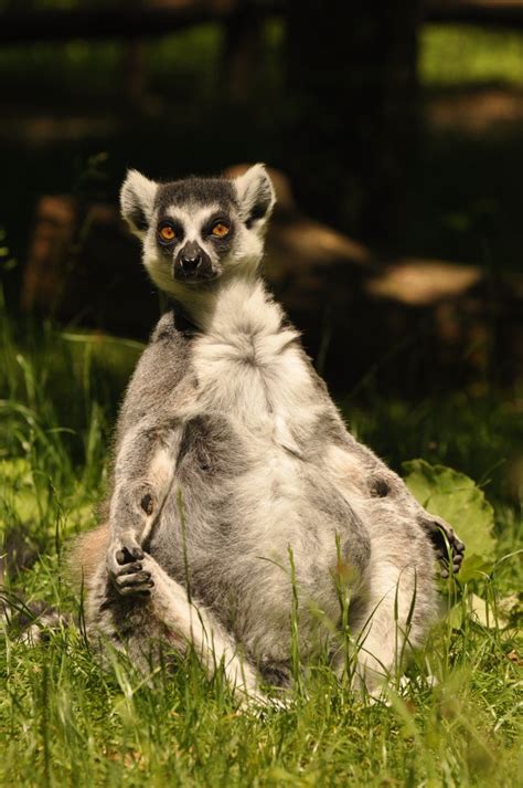 Ring Tailed Lemur Lemur Catta Zoochat