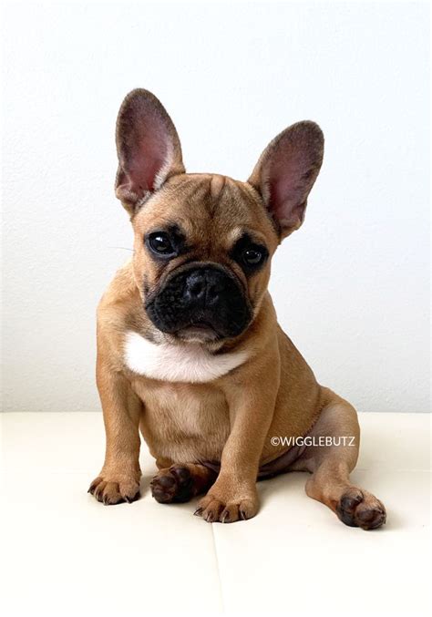With a distinctive thick set body and wide head, their iconic look has earned them a lot of fans. French Bulldog Puppies For Sale | Bulldog puppies, French ...