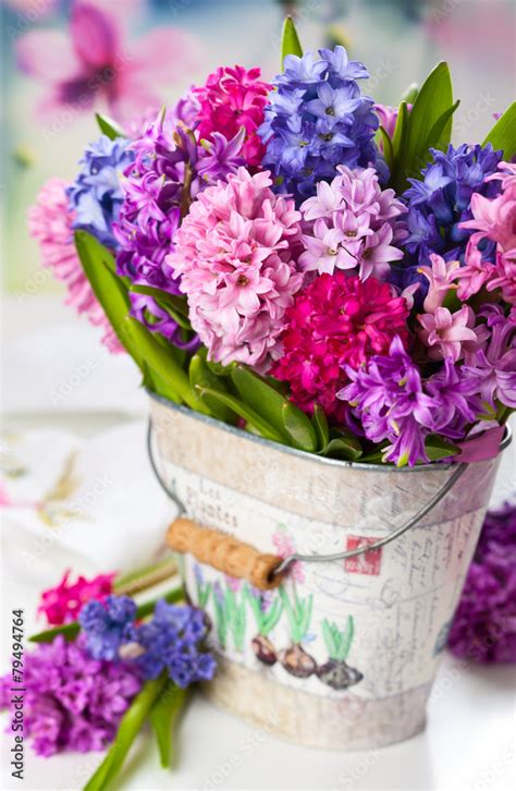 Multicolored Hyacinths Stock Foto Adobe Stock