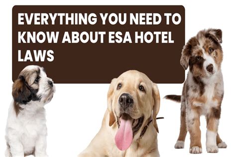 Everything You Need To Know About Esa Hotel Laws