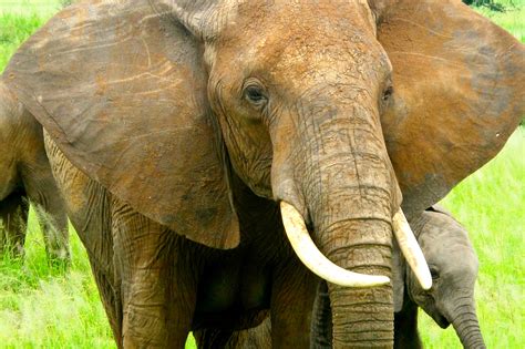 Save Elephants And End Poaching In Tanzania Globalgiving