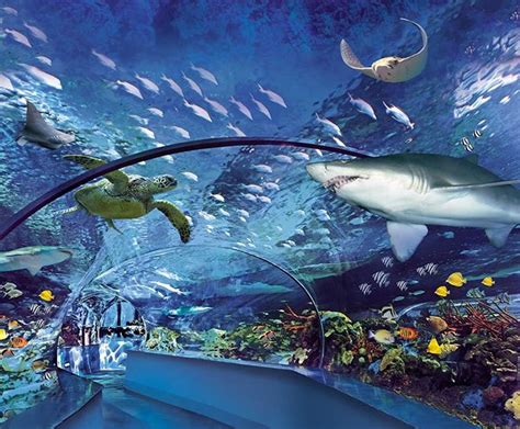 Ripleys Aquarium Of Myrtle Beach North Myrtle Beach Area Guide