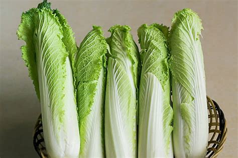 Wombok Cabbage Stock Photos Pictures And Royalty Free Images Istock