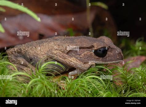 Nature View Of Litter Frog Of Borneo Close Up Of Beautiful Frog Of