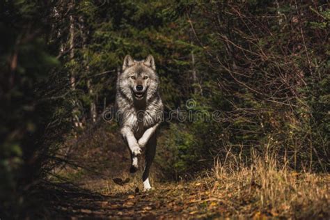 Wolf Mid Run Stock Image Image Of Wolves Next Greywolf 136206805