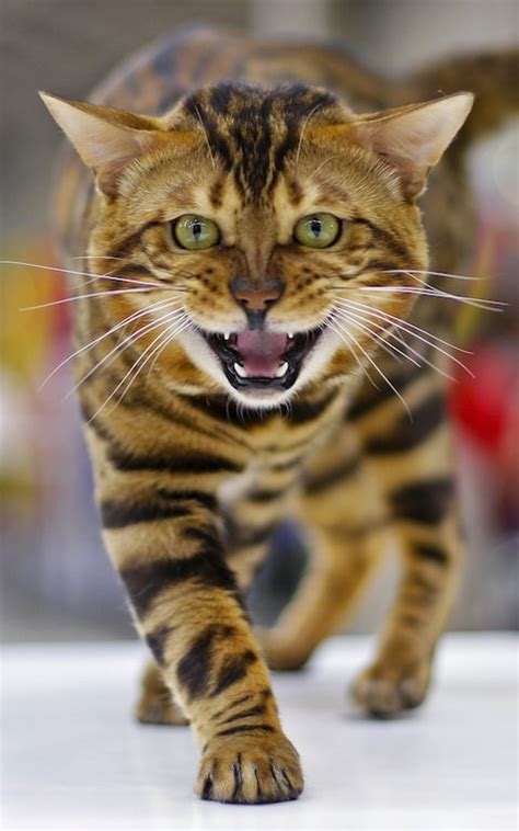 Around this same time, it was discovered that most wild cats (alc's included) had a natural immunity to this ailment, as well as other feline diseases. A Bengal cat is seen during the Mediterranean Winner 2016 ...