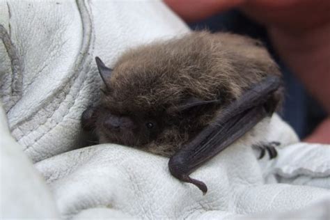 Contact Your Local Bat Group Support Bats Bat Conservation Trust