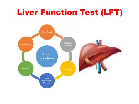 Solution Lec Liver Function Test 2nd Yr Studypool