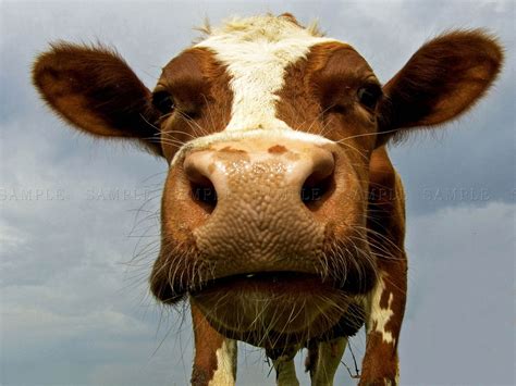 Funny Cow Farm Animal Close Up Photo Art Print Poster