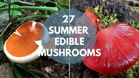 Wild Mushrooms You Can Eat Summer Edition Youtube