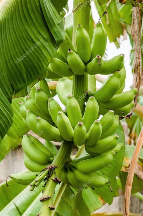 Green Organic Banana Bunch On The Tree Tropical Climate Fruit — Stock