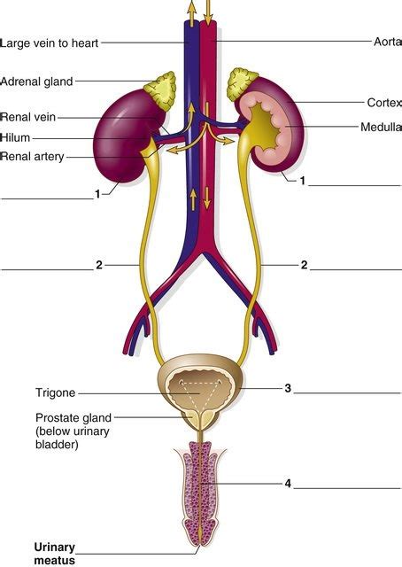 Urinary System Diagram Diagram Quizlet