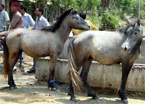 bhutia horse bhotia pony info origin history pictures