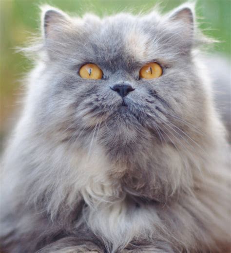 Toy tricksy персидские кошки persian cats. Persian