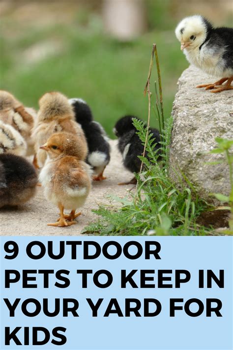 9 Outdoor Pets To Keep In Your Yard For Kids In 2020 Pets Unique