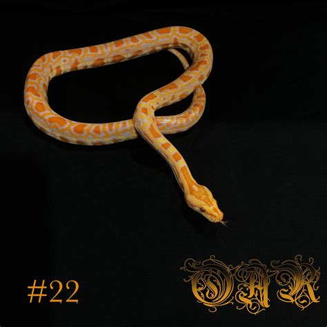 Albino 100 Het Labyrinth Burmese Python By Oak Adams Reptiles