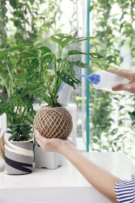 Maybe you would like to learn more about one of these? 6 Cara Merawat Tanaman Monstera dalam Rumah. Biar Daunnya ...