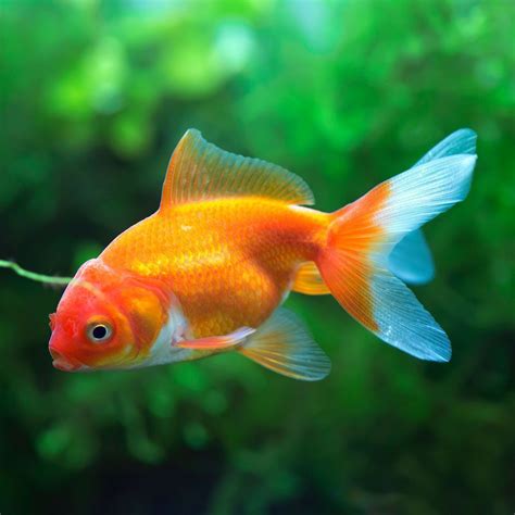 Fantail Goldfish Overview Size Lifespan Care Guide