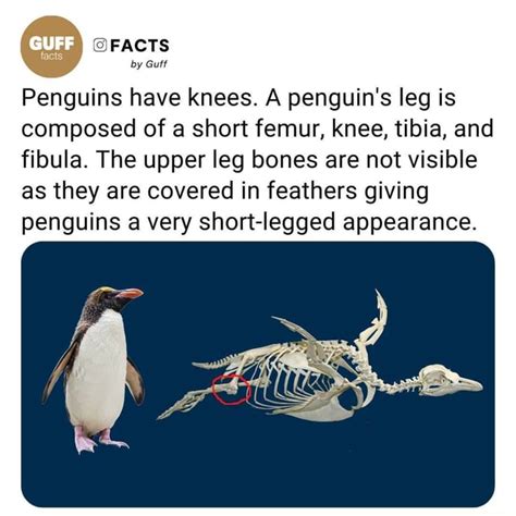 Facts By Guff Penguins Have Knees A Penguins Leg Is Composed Of A