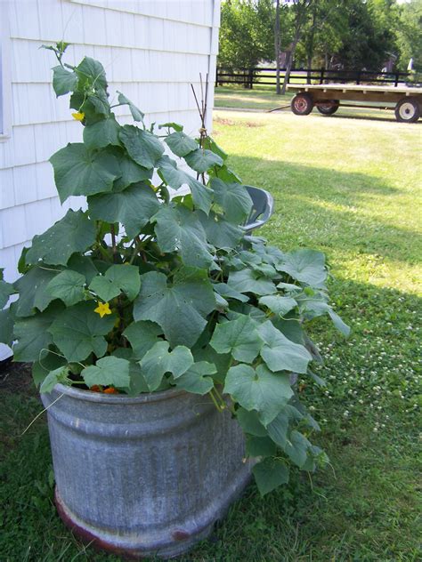 Lighten this summer's workload by building beautiful gardens in planters, steel tubs, decorative boxes what you'll need: Cucumbers growing vertically with the use of bamboo ...