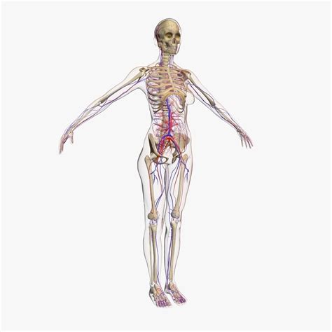 Full Female And Male Body Anatomy 3DSmax 3D Model CGTrader