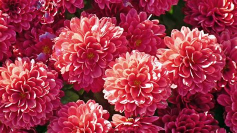 Pink Dahlia Flowers Petals Bunch Hd Flowers Wallpapers Hd