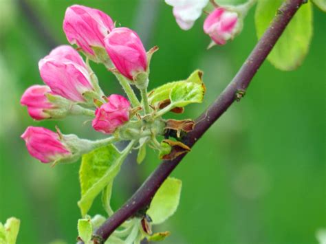 In Der Marsch Am Graben Blüht Der Apfelbaum Paul H Petersen Flickr