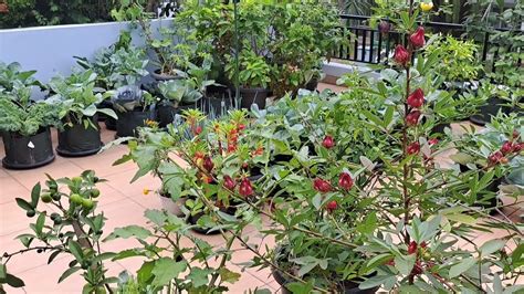 Berkebun Disore Hari Berkebun Dipot Tanam Brokoli Kehujanan Tanaman Nya Semakin Subur Youtube