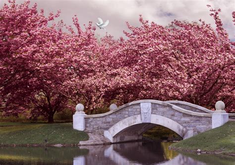 Pink Flowering Trees Over Bridge