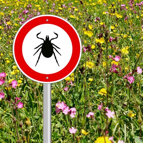 Protect Against Lyme Disease Tips To Prevent Tick Bites