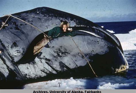 Eskimo In Whales Mouth Between 1950 And 1969 Alaska 720x497 R