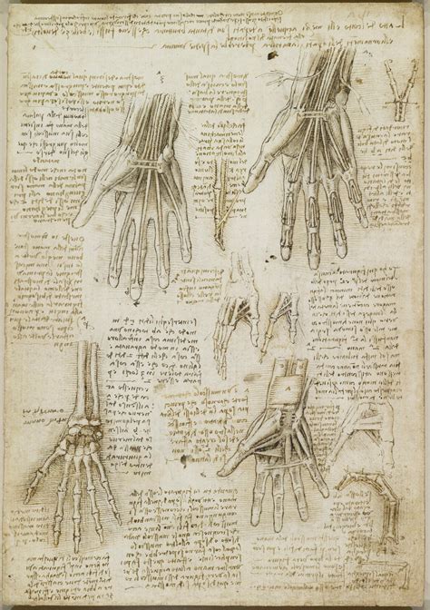 Leonardo Da Vinci Vinci 1452 Amboise 1519 The Bones Muscles And
