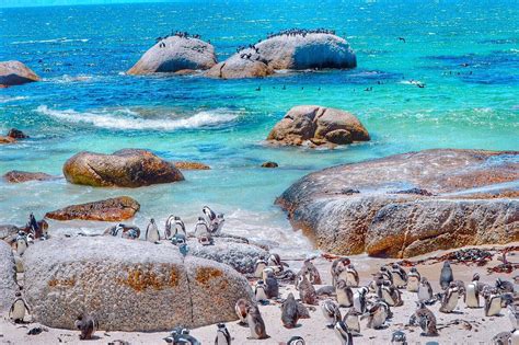 Cute Colony Visiting The Boulders Beach Penguins In Cape Town