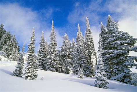 Evergreens Covered In Snow Stock Photo Image Of Landscape 7942496
