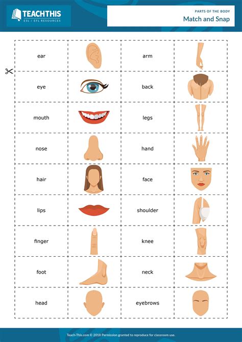 Parts Of The Body Esl Worksheet