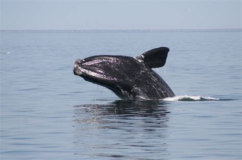 The North Atlantic Right Whale Diappearing Giants
