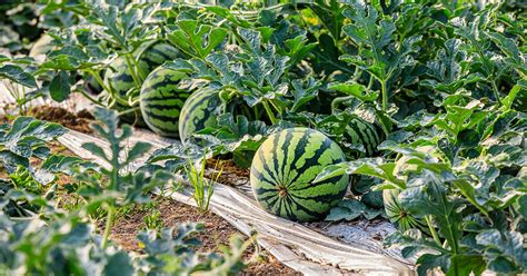 10 Best Companion Plants For Watermelons The Garden Magazine