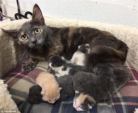 Heavily Pregnant Stray Cat Wanders In Animal Shelter And Gives Birth
