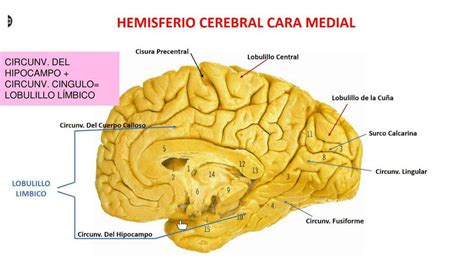 Hemisferio Cerebral Cara Medial Bosque UDocz