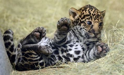 San Diego Zoos Jaguar Cub Needs A Name Zooborns