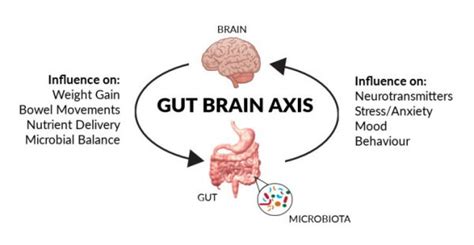 Gut Brain Axis Simplified And Explained How It Affects Our Mental Health