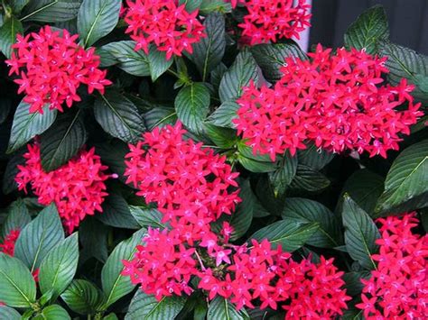Why do we have annual and perennial plants and not just one or another? Beechwood Landscape Architecture and Construction: 'Ruby ...