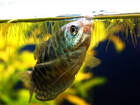 Лабиринтовые рыбки аквариумные виды фото видео
