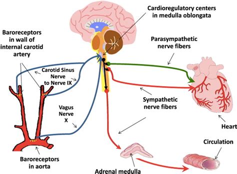 Baroreflex Neuromodulation Vascular Dynamics