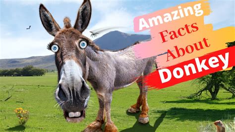 Top 20 Amazing Facts About Donkey Youtube