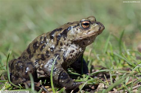 Amphibians In Britain List And Guide To All British Amphibians With
