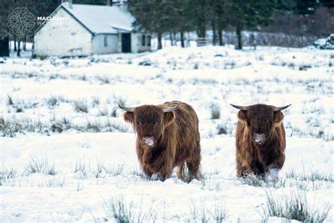 Pin By Jan Moutz On Coos Brown Bear Highland Cow Jedburgh