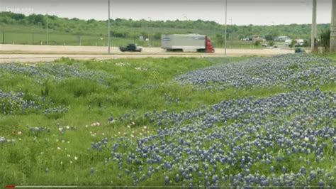 Texas Wildflowers In Central Texas Plant Now To Enjoy In Spring